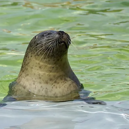 't Eibernest Texel Сasa de vacaciones *